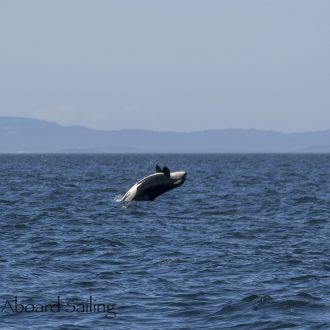 Southern Resident J Pod Orcas inbound to False Bay