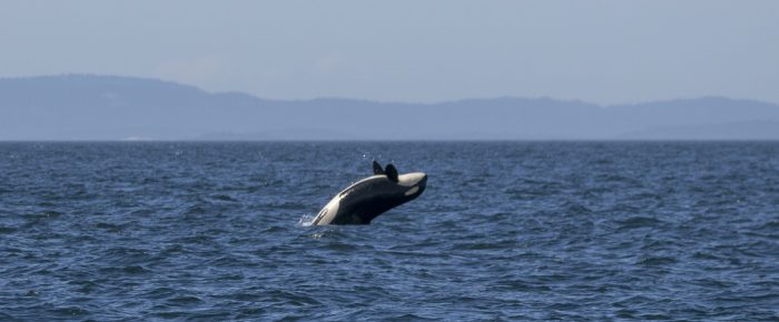 Southern Resident J Pod Orcas inbound to False Bay