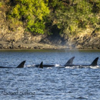 Biggs/Transient Orcas T36’s with T36A1’s plus T65A’s at Sunset