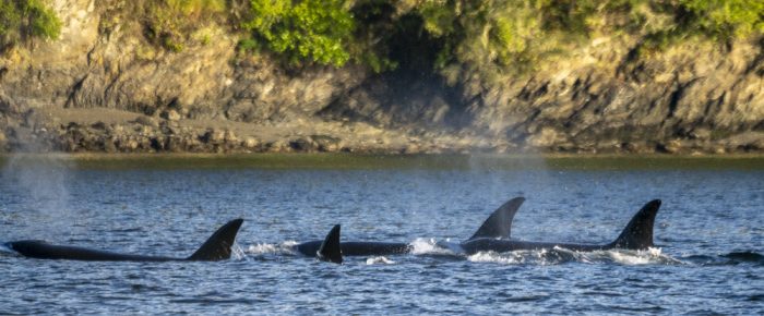 Biggs/Transient Orcas T36’s with T36A1’s plus T65A’s at Sunset