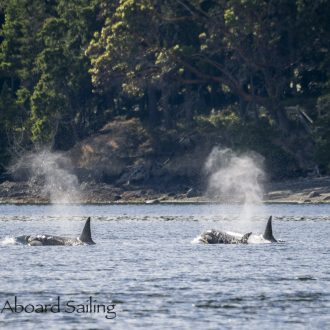 Biggs/Transient Orcas T46B1’s Inter-Island