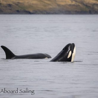 A Fantastic Sail with Biggs/Transient Orcas T65A’s