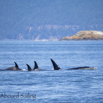 Biggs/Transient Orcas T65B’s Spieden to Wasp Pass