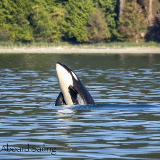 Biggs/Transient Orcas T65B’s having a party