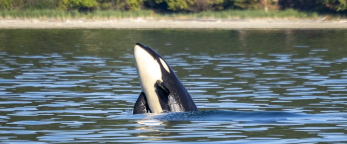 Biggs/Transient Orcas T65B’s having a party