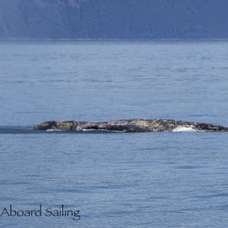 Gray Whale CRC-2555 on the east side of Orcas Island