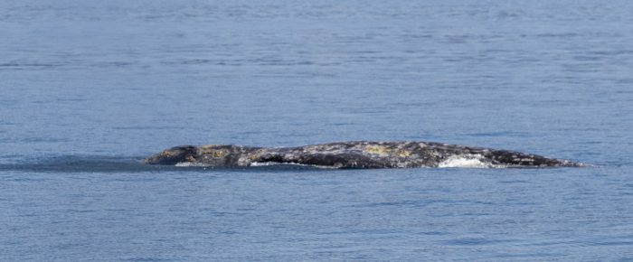 Gray Whale CRC-2555 on the east side of Orcas Island