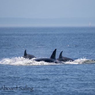 Biggs/Transient Orcas T36A1’s, T46B1’s and T51 around South Lopez Island