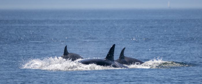 Biggs/Transient Orcas T36A1’s, T46B1’s and T51 around South Lopez Island