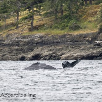 Whale Trifecta – Humpbacks, Orcas and Minkes