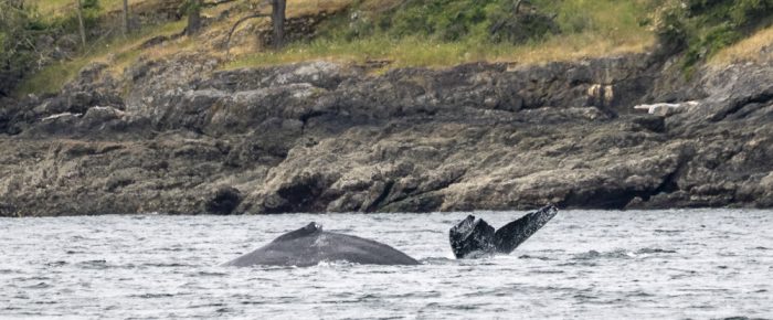 Whale Trifecta – Humpbacks, Orcas and Minkes