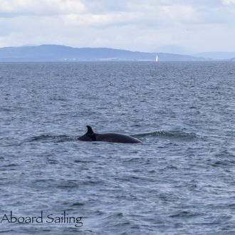 Minke Whale on Salmon Bank