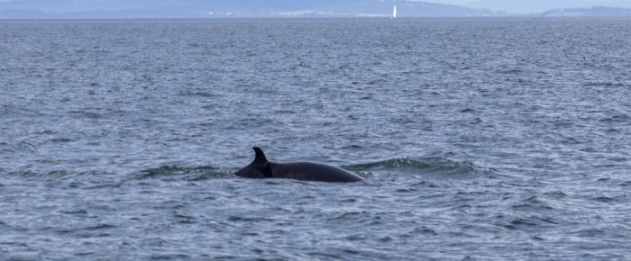 Minke Whale on Salmon Bank