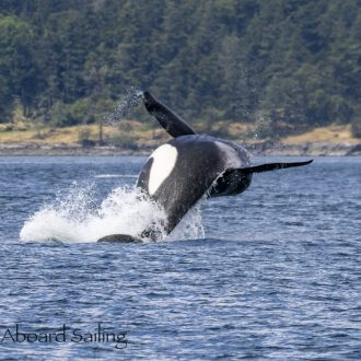 Biggs Orcas T49C, then T36A1’s & T46B1’s, and then T49A’s in San Juan Channel