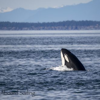 Four Humpback whales, Biggs Orcas T75B’s followed by T65A’s with T37A1 and T37A3