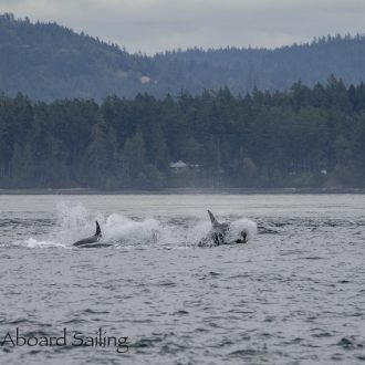 Southern Resident J Pod Orcas Southbound Haro Strait and wildlife in New Channel