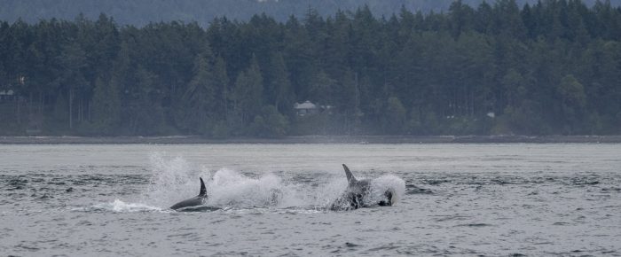 Southern Resident J Pod Orcas Southbound Haro Strait and wildlife in New Channel