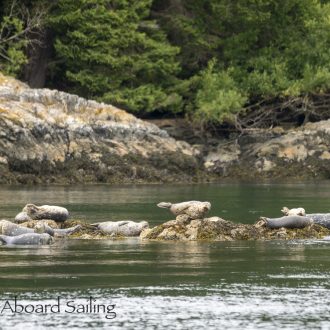 Short sail wildlife tour around Jones Island