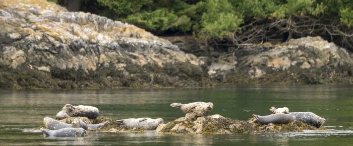 Short sail wildlife tour around Jones Island