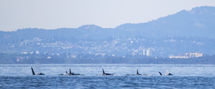 Wildlife tour including Southern Resident J Pod Orcas and a Minke Whale