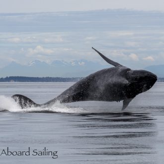 Humpback whales BCX0854 “Europa” and BCY0324 “Big Mama” BREACH FEST