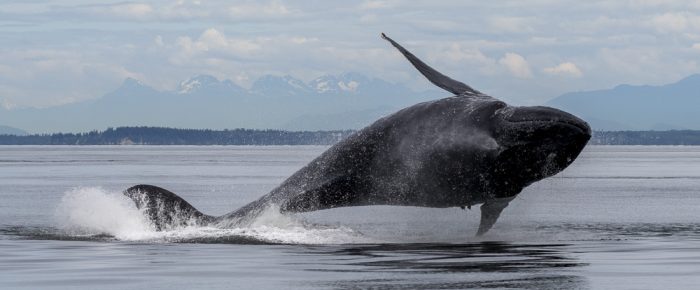 Humpback whales BCX0854 “Europa” and BCY0324 “Big Mama” BREACH FEST