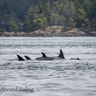 Biggs Orcas T65B’s and T75B’s socializing outside Friday Harbor