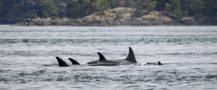 Biggs Orcas T65B’s and T75B’s socializing outside Friday Harbor