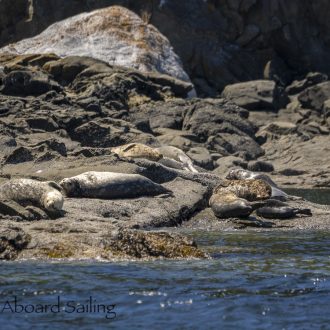 Wildlife tour to New Channel and Flattop Island