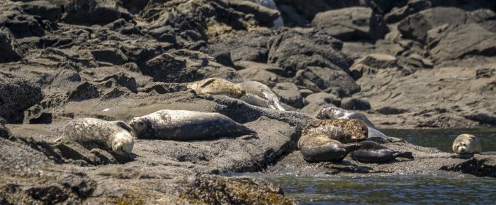 Wildlife tour to New Channel and Flattop Island