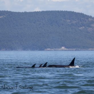 Biggs/Transient Orcas T65B’s by Lopez Pass