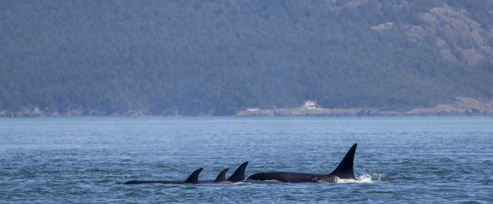 Biggs/Transient Orcas T65B’s by Lopez Pass