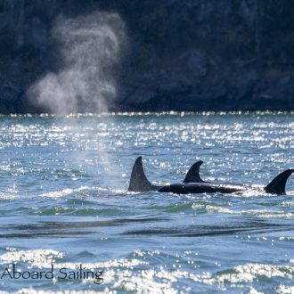 Biggs/Transient Orcas T65B’s near Friday Harbor