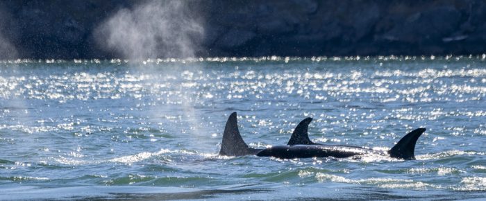 Biggs/Transient Orcas T65B’s near Friday Harbor