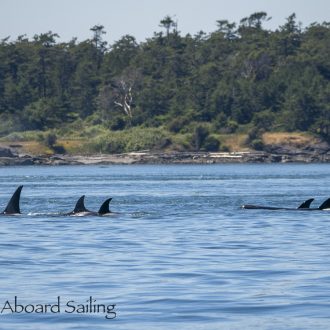 Biggs Orcas T36’s and T99’s near Discovery Island and a Minke Whale on Salmon Bank