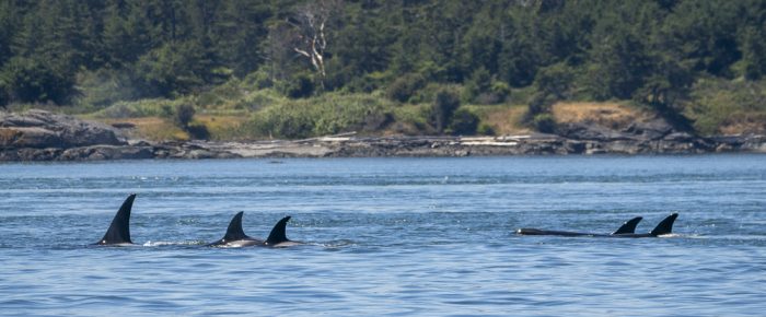 Biggs Orcas T36’s and T99’s near Discovery Island and a Minke Whale on Salmon Bank