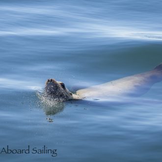 Wildlife sail south through Cattle Pass