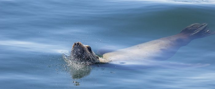 Wildlife sail south through Cattle Pass