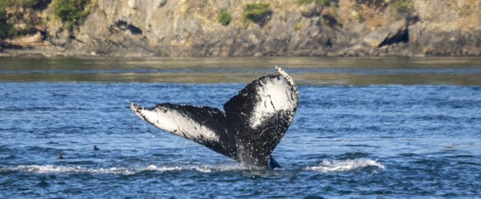 Lopez shore excursion, Minke Whale, & Humpback BCZ180 “Monarch” outside Friday Harbor