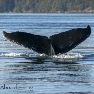 Sunset sail with Humpback Whale BCZ0180 “Monarch”