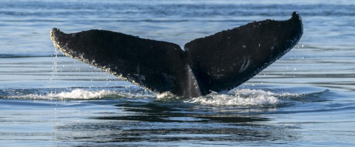 Sunset sail with Humpback Whale BCZ0180 “Monarch”