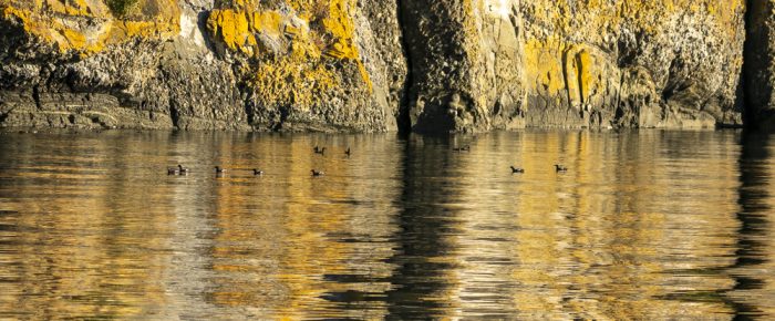 Sunset sail to Flattop Island