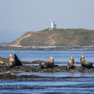 Sailing to Whale Rocks and Long Island