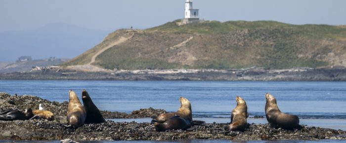 Sailing to Whale Rocks and Long Island