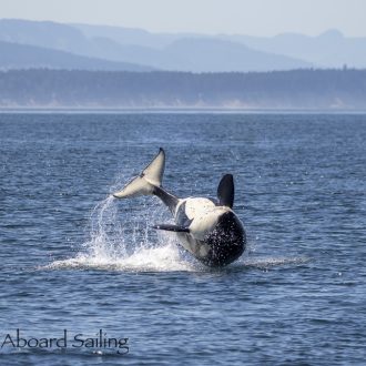 Biggs Orcas T109A2’s Breach Fest!