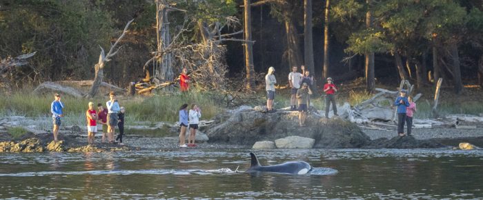 Biggs/Transient Orcas T109A2’s hunting near Turn Island State Park