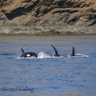 Biggs/Transient Orcas T36A’s with T65A5 come down San Juan Channel