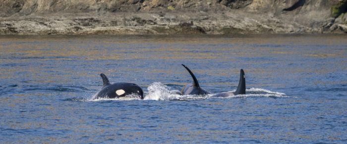 Biggs/Transient Orcas T36A’s with T65A5 come down San Juan Channel