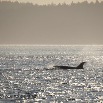 Biggs/Transient Orcas T36A’s with T65A5 in the sunset