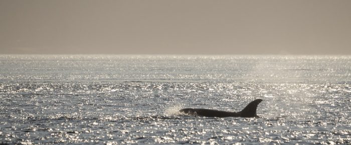 Biggs/Transient Orcas T36A’s with T65A5 in the sunset